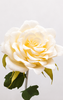 Rosa marfil