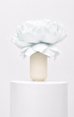 Peonia blanca med