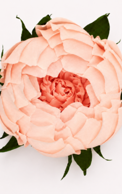 Peonía rosa palido