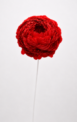 Peonía roja