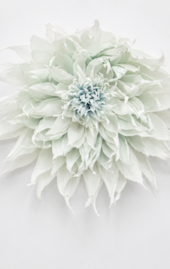 Dalia espigada celeste