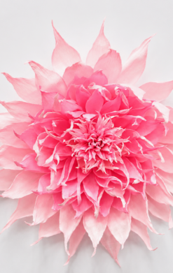 Dalia espigada rosa