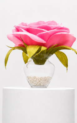 Rosa rosa