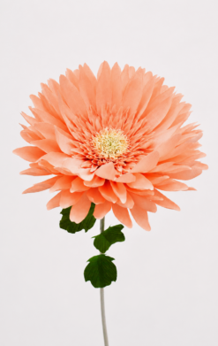 Gerbera melocoton