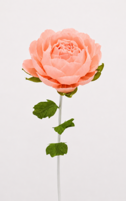 Peonía Rosa