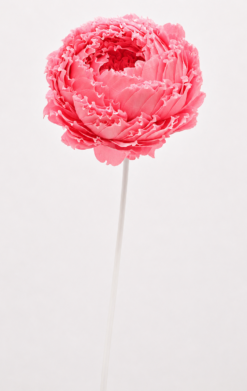 Peonía rosa rizada