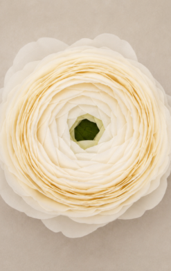 Ranúnculo blanco