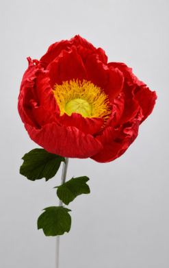 Amapola roja